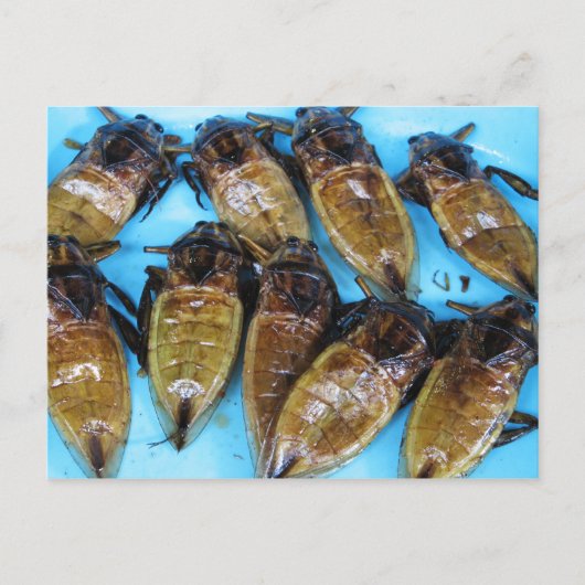 Fried Giant Water Bug (Maeng Daa) ...アジア料理 ポストカード (正面)