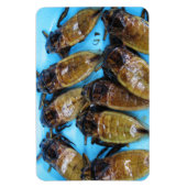 Fried Giant Water Bug (Maeng Daa) ...アジア料理 マグネット (縦)