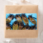 Fried Giant Water Bug (Maeng Daa) ...アジア料理 ラベル (インサイチュ)