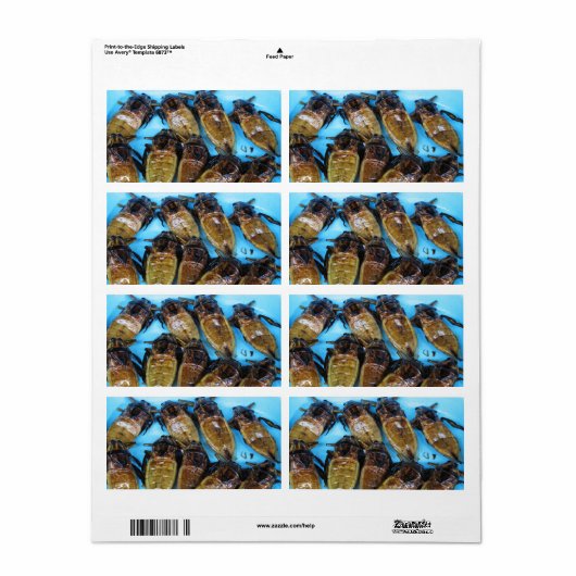 Fried Giant Water Bug (Maeng Daa) ...アジア料理 ラベル (フルシート)