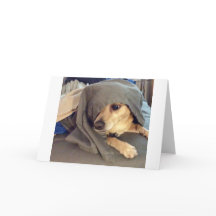 FRIEND最高のは、動物の避難所からの挨拶である