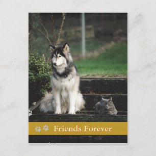 Friends Forever – 犬と猫のはがき ポストカード