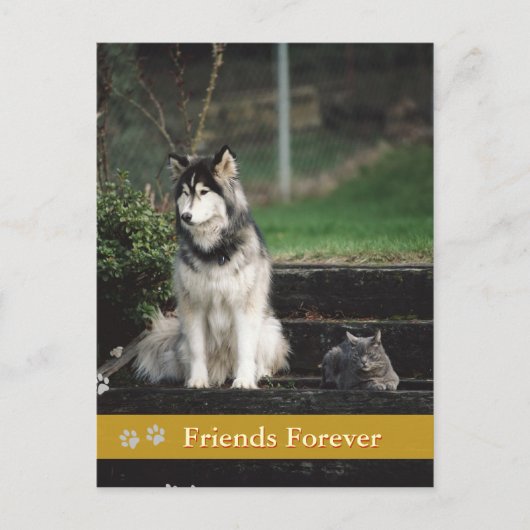 Friends Forever – 犬と猫のはがき ポストカード (正面)