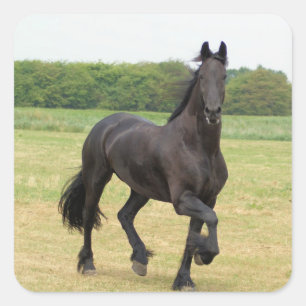 Friesianの馬のステッカー スクエアシール