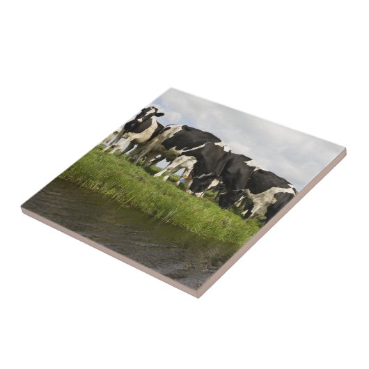 Friesian牛のグループ タイル (側面)