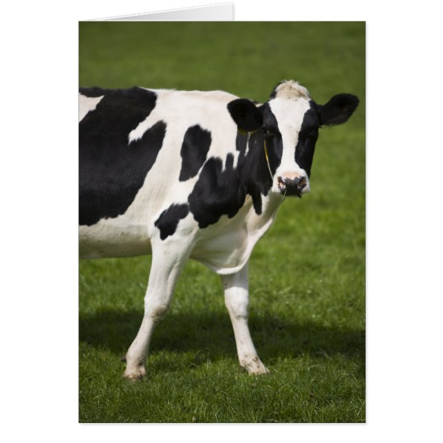 Friesian牛 (正面)