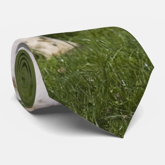 Friesian牛 ネクタイ (ロール)