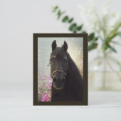 Friesian DIAMOND – ポストカード (スタンド正面)