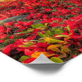 Friesian DIAMOND I – ポスター (角)