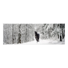 Friesian DIAMOND VII – フォトプリント フォトプリント