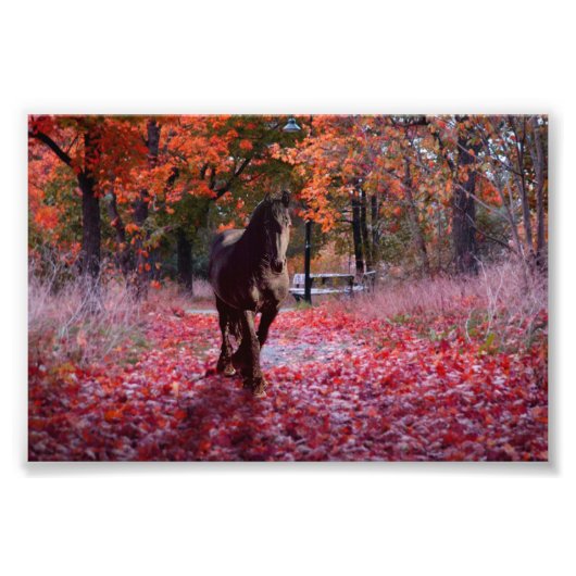 Friesian DIAMOND VIII – フォトプリント フォトプリント (正面)