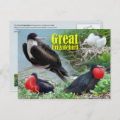 Frigatebird素晴らし、ミッドウェー環礁、ハワイアン諸島 ポストカード (正面/裏面)