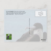 Frigatebird素晴らし、ミッドウェー環礁、ハワイアン諸島 ポストカード (裏面)