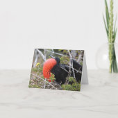 Frigatebird Greeting Card カード (正面)