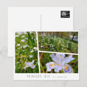 Fringed Iris ポストカード (正面/裏面)