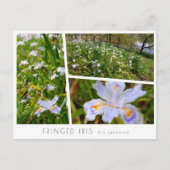 Fringed Iris ポストカード (正面)