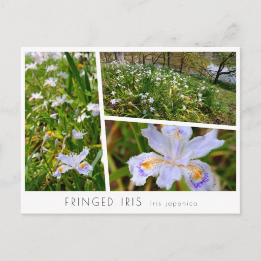 Fringed Iris ポストカード (正面)