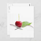 Frische rote Kirschen Gourmet Zauber ポストカード (正面/裏面)