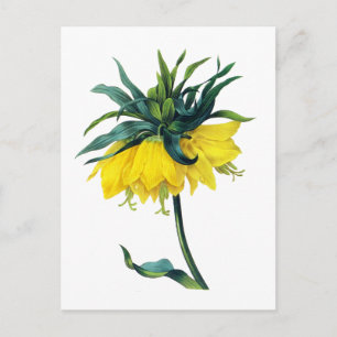 Fritillaire Imperiale Ver Jaune By Pierre Joseph R ポストカード