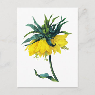 Fritillaire Imperiale Ver Jaune By Pierre Joseph R ポストカード