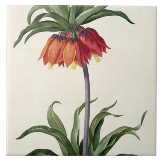 Fritillaria Imperialisからの、"Les Lilacees」、1802- タイル (正面)