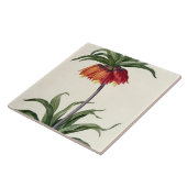 Fritillaria Imperialisからの、"Les Lilacees」、1802- タイル (側面)