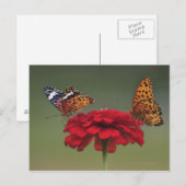 Fritillary Butterfly (Argyreus hyperbius) on 2 ポストカード (正面/裏面)