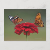 Fritillary Butterfly (Argyreus hyperbius) on 2 ポストカード (正面)