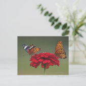 Fritillary Butterfly (Argyreus hyperbius) on 2 ポストカード (スタンド正面)