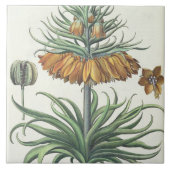 Fritillary: duplicコロナのImperialisのflorumのclasse タイル (正面)