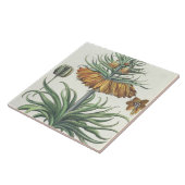 Fritillary: duplicコロナのImperialisのflorumのclasse タイル (側面)