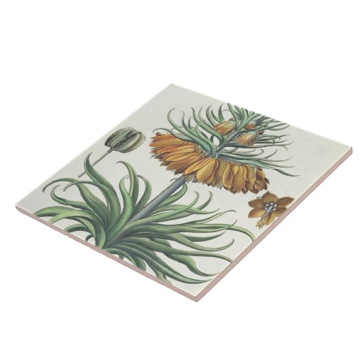 Fritillary: duplicコロナのImperialisのflorumのclasse タイル (側面)