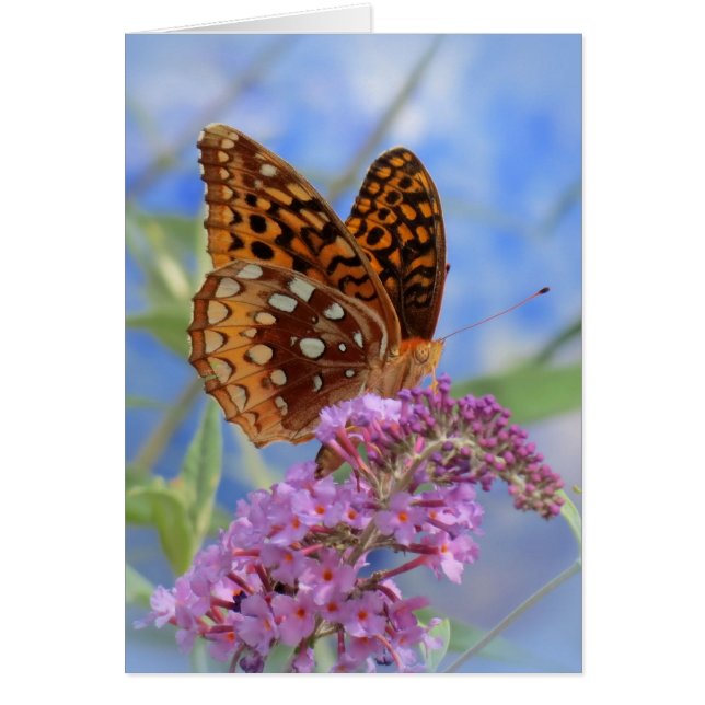 Fritillary on Blue – 蝶 (正面)
