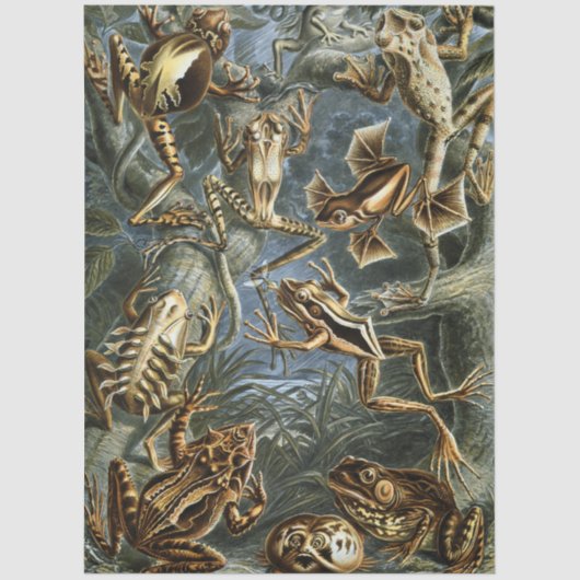 Frog and toad Ernst Haeckel vintage 薄葉紙 (正面)