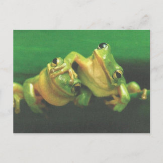 Frog Brothers Postcard ポストカード