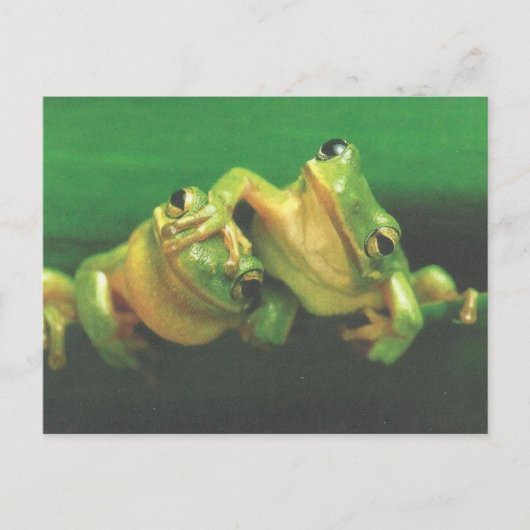 Frog Brothers Postcard ポストカード (正面)