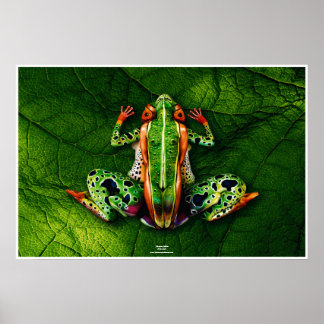 Frog by Johannes Stetter ポスター