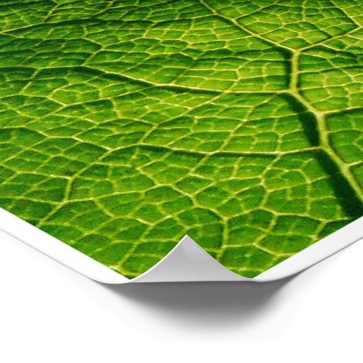 Frog by Johannes Stetter ポスター (角)