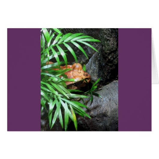 Frog CBグリーティングカードの非表示 (正面横)