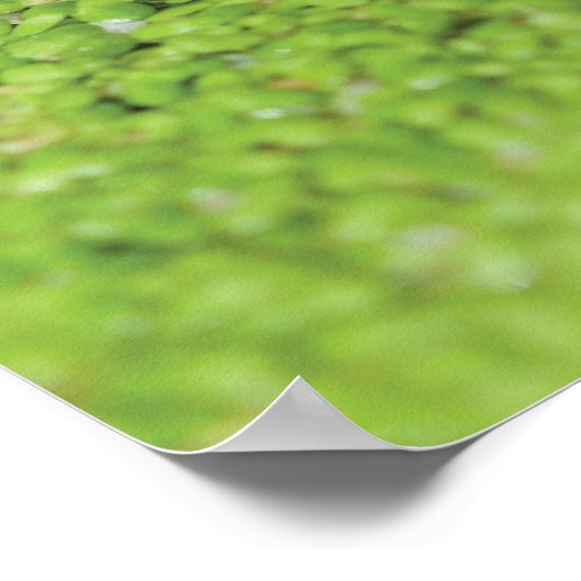 Frog in Green Algae ポスター (角)