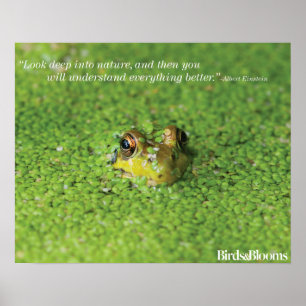 Frog in Green Algae ポスター