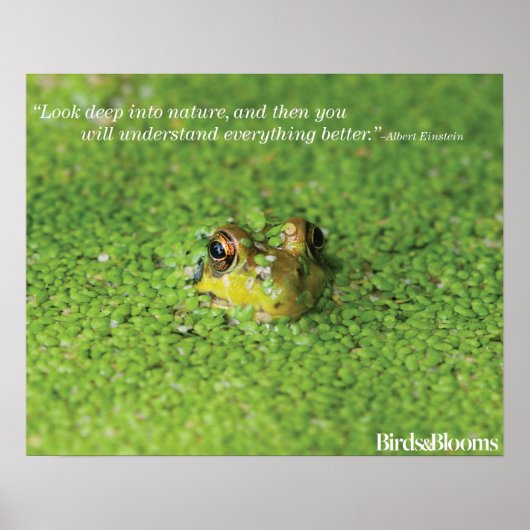 Frog in Green Algae ポスター (正面)