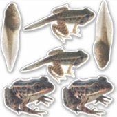 Frog Life Cycleスタンプ シール (正面)