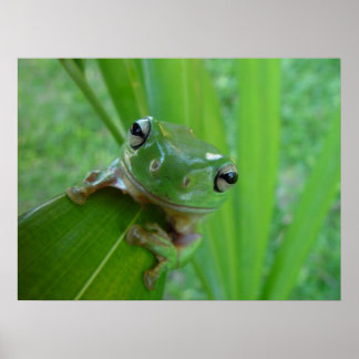 Frog Poster ポスター