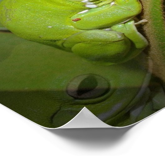 Frog Reflectionsプリント ポスター (角)