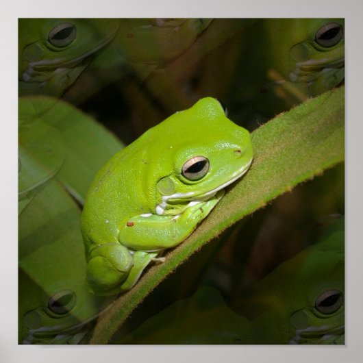 Frog Reflectionsプリント ポスター (正面)