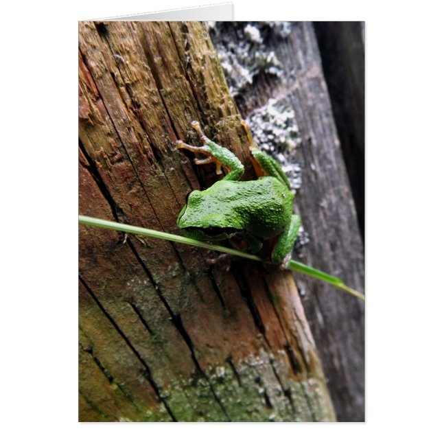 Froggy v (正面)