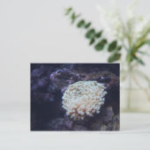 Frogspawn Coral # 1 ポストカード (スタンド正面)