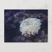 Frogspawn Coral # 1 ポストカード (正面)