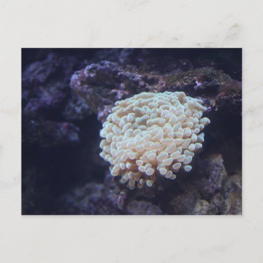 Frogspawn Coral # 1 ポストカード (正面)